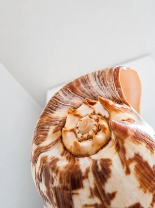 Grande Conchiglia Melo Amphora su Supporto 45cm |