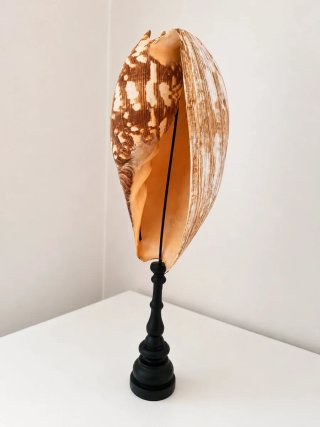 Grande Conchiglia Melo Amphora su Supporto 45cm |
