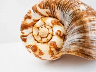 Grande Conchiglia Melo Amphora su Supporto 45cm |