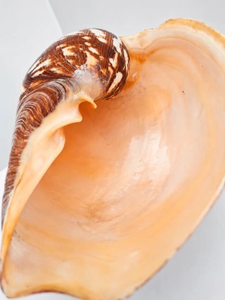 Grande Conchiglia Melo Amphora su Supporto 45cm |