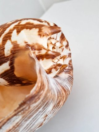 Grande Conchiglia Melo Amphora su Supporto 45cm |
