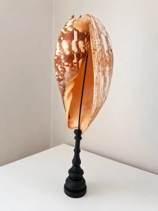 Grande Conchiglia Melo Amphora su Supporto 45cm |
