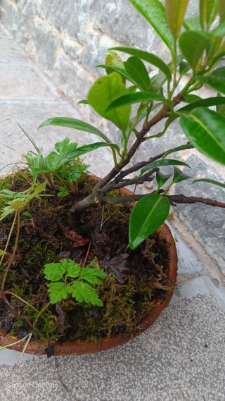 Planta laurel Cerezo Bonsái