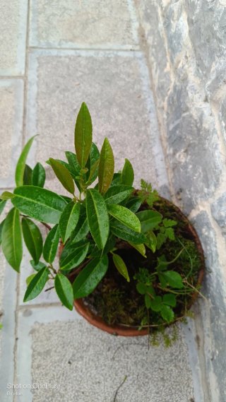 Planta laurel Cerezo Bonsái