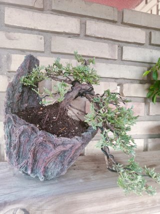 Bonsái Juniperus Horizontalis