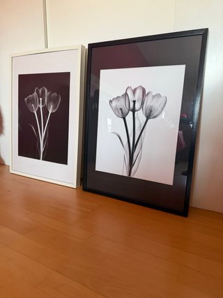 Pareja Cuadros Tulipanes Blanco y Negro