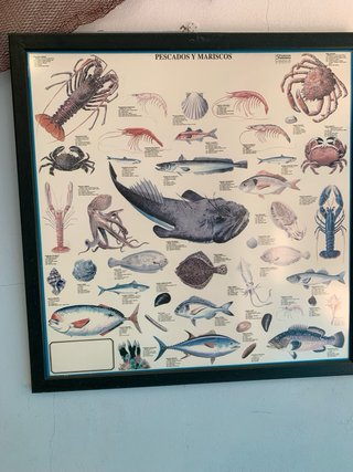 Cuadro de nudos marineros Y pescados