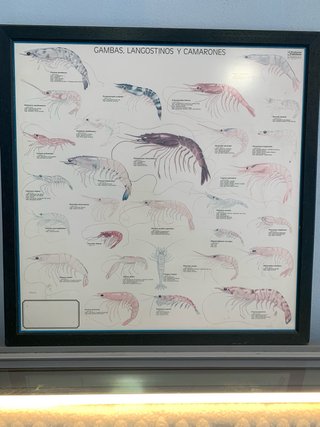 Cuadro de nudos marineros Y pescados