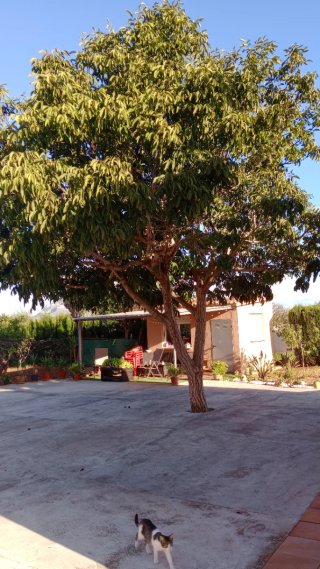 Casa de campo, en Pamis, Ondara