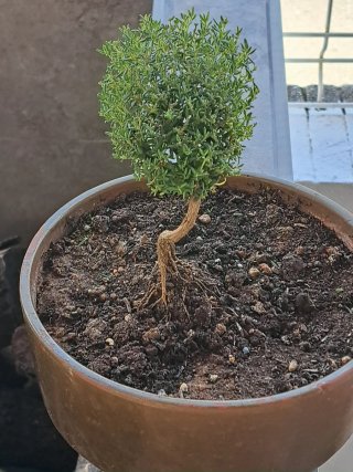 Bonsái de tomillo con forma