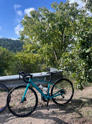 Canyon Endurace CF SL Bicicleta Carretera