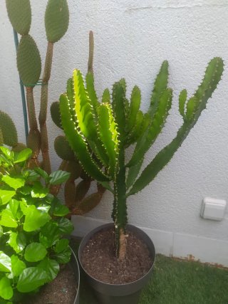 Cactus ornamental en maceta
