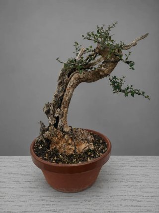Bonsái Ullastre Mallorquín