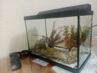 Pecera con plantas y rocas