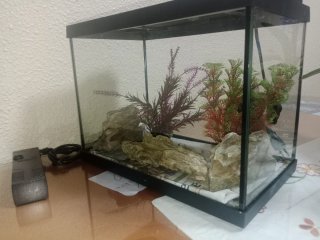 Pecera con plantas y rocas