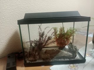 Pecera con plantas y rocas