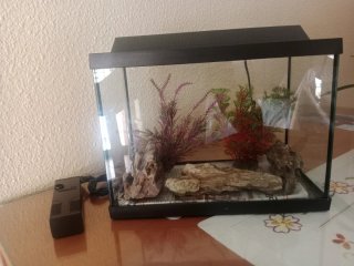 Pecera con plantas y rocas