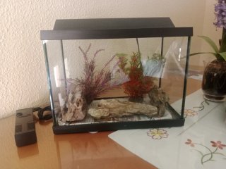 Pecera con plantas y rocas