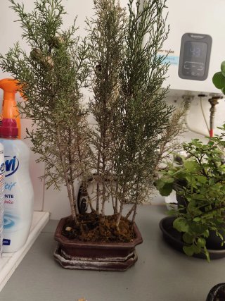 Bonsai Ciprés