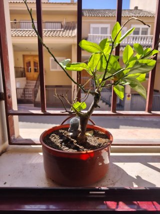 Bonsai Limonero