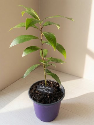 Planta Laurel (Laurus nobilis) 35cm de 12 meses