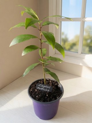 Planta Laurel (Laurus nobilis) 35cm de 12 meses