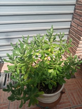Maceta de cerámica beige y marrón suculenta