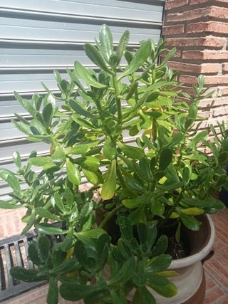 Maceta de cerámica beige y marrón suculenta