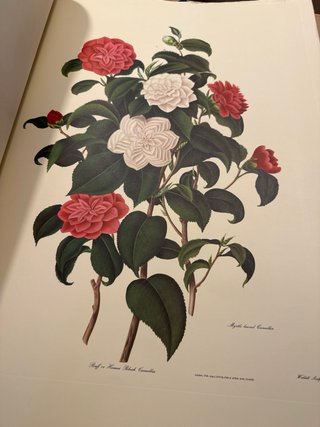 Monografía sobre el Género Camelia 1819