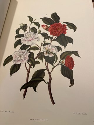 Monografía sobre el Género Camelia 1819