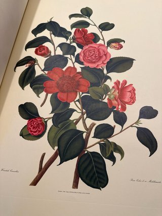 Monografía sobre el Género Camelia 1819