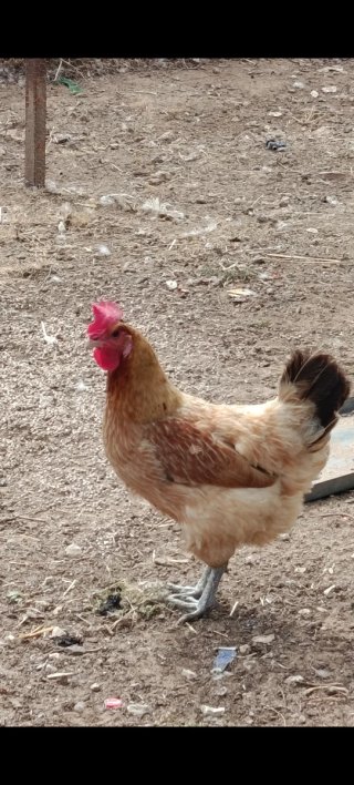 Gallinas de raza Brahma