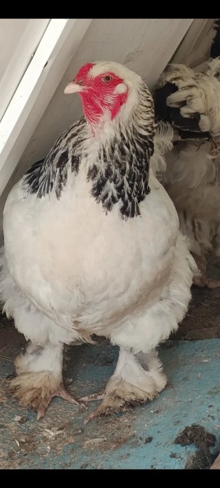 Gallinas de raza Brahma