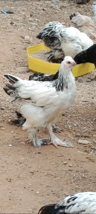Gallinas de raza Brahma