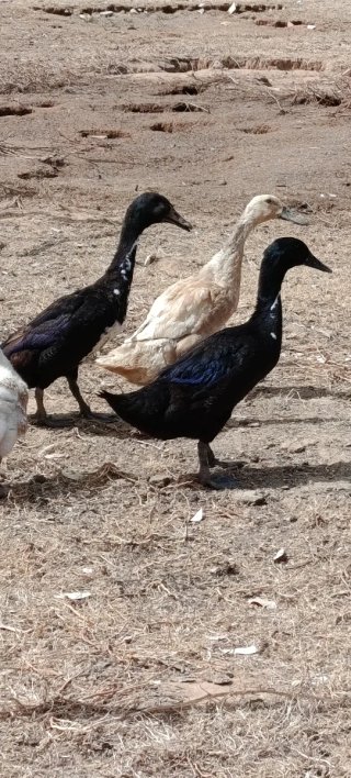 Gallinas de raza Brahma