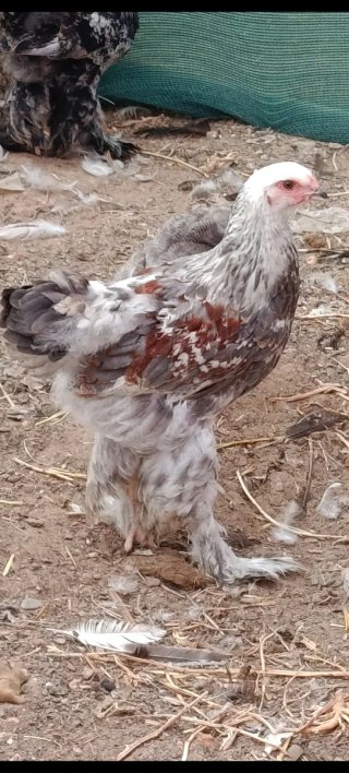 Gallinas de raza Brahma