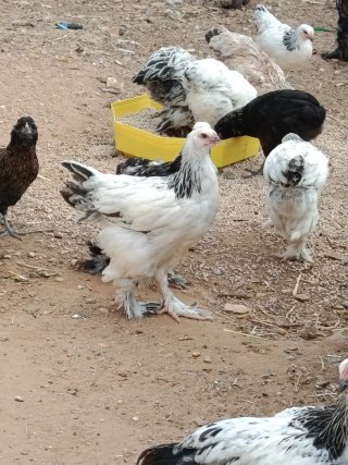 Gallinas de raza Brahma