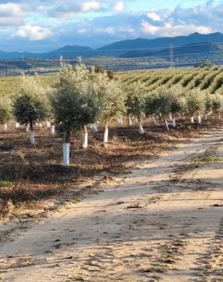 Finca Olivar •Superintensivo y Algodón -