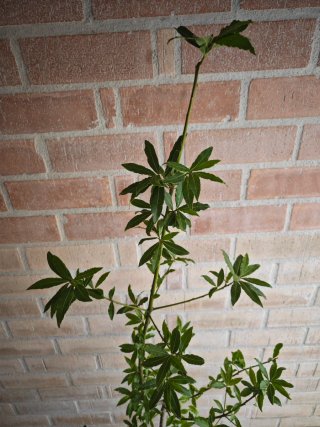 Árbol Laurel 180cm