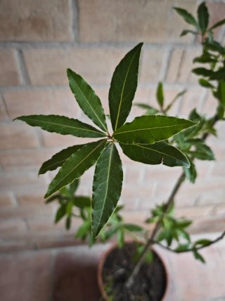 Árbol Laurel 180cm