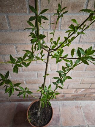 Árbol Laurel 180cm