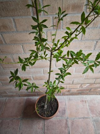 Árbol Laurel 180cm