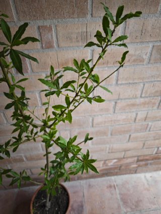 Árbol Laurel 180cm