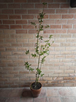 Árbol Laurel 180cm