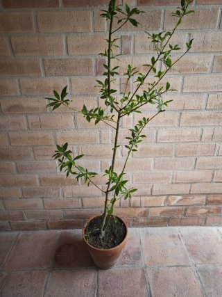 Árbol Laurel 180cm