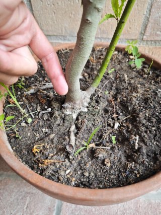 Árbol Laurel 180cm