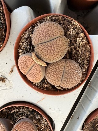 Lithops (Plantas Piedra) Maceta