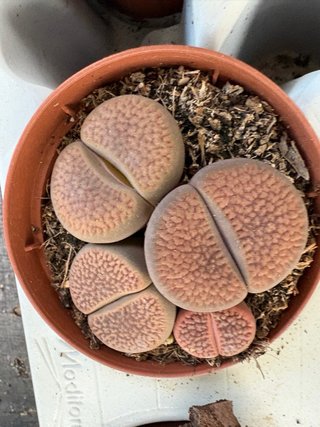 Lithops (Plantas Piedra) Maceta