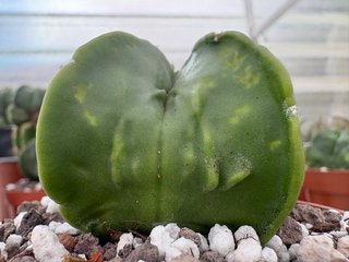 Cactus verde con manchas amarillas