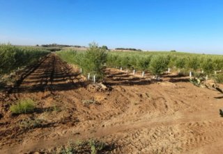 Finca Rústica 28,85 Ha Olivar Súper Intensivo
